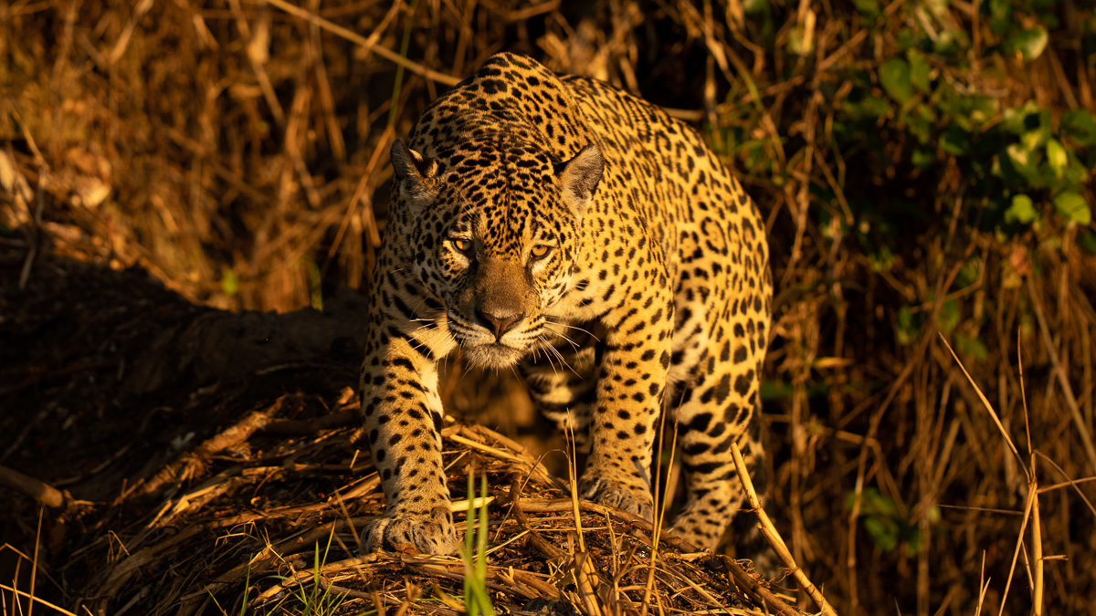 Jaguar in Brazil