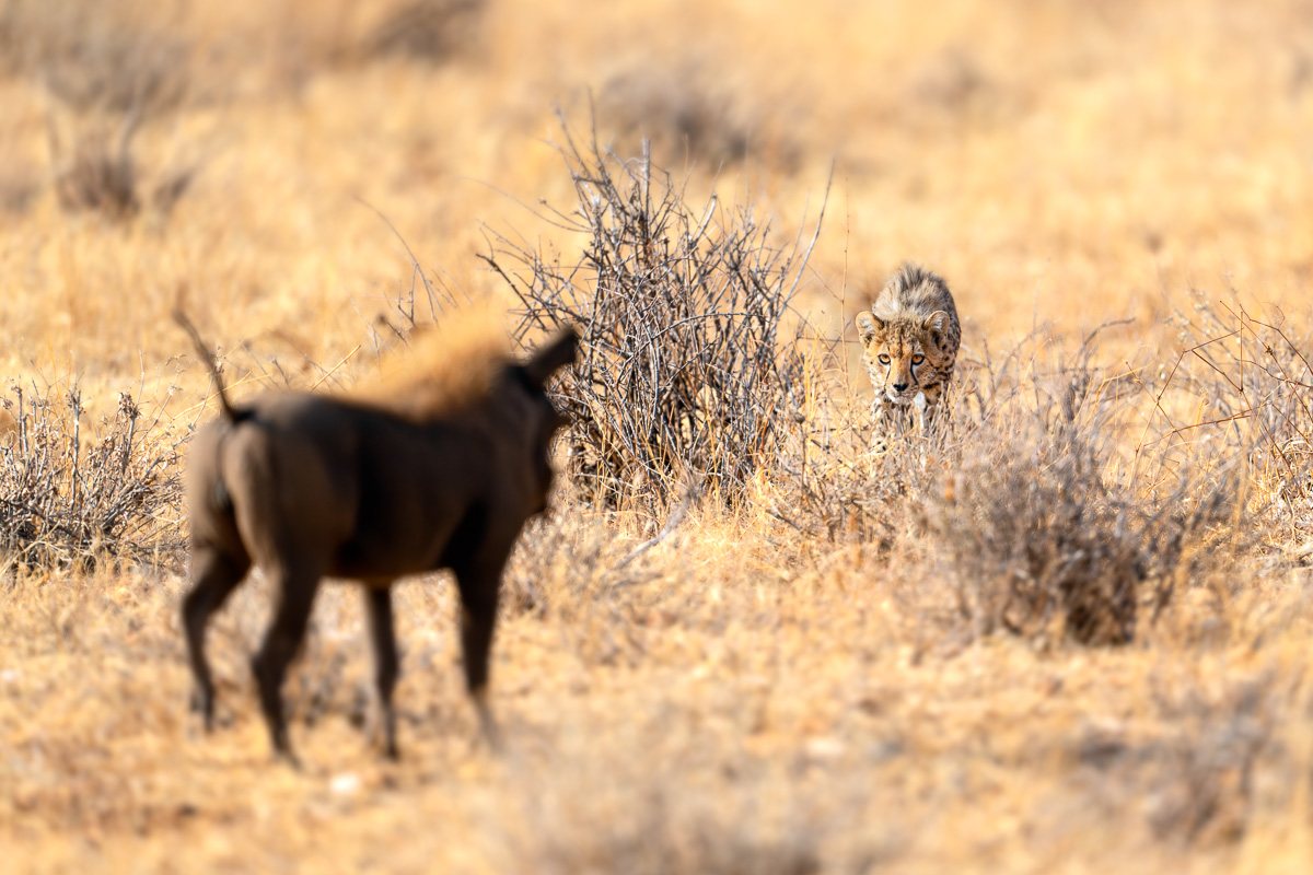 Young Cheetah Stalking Its Prey in Kenya