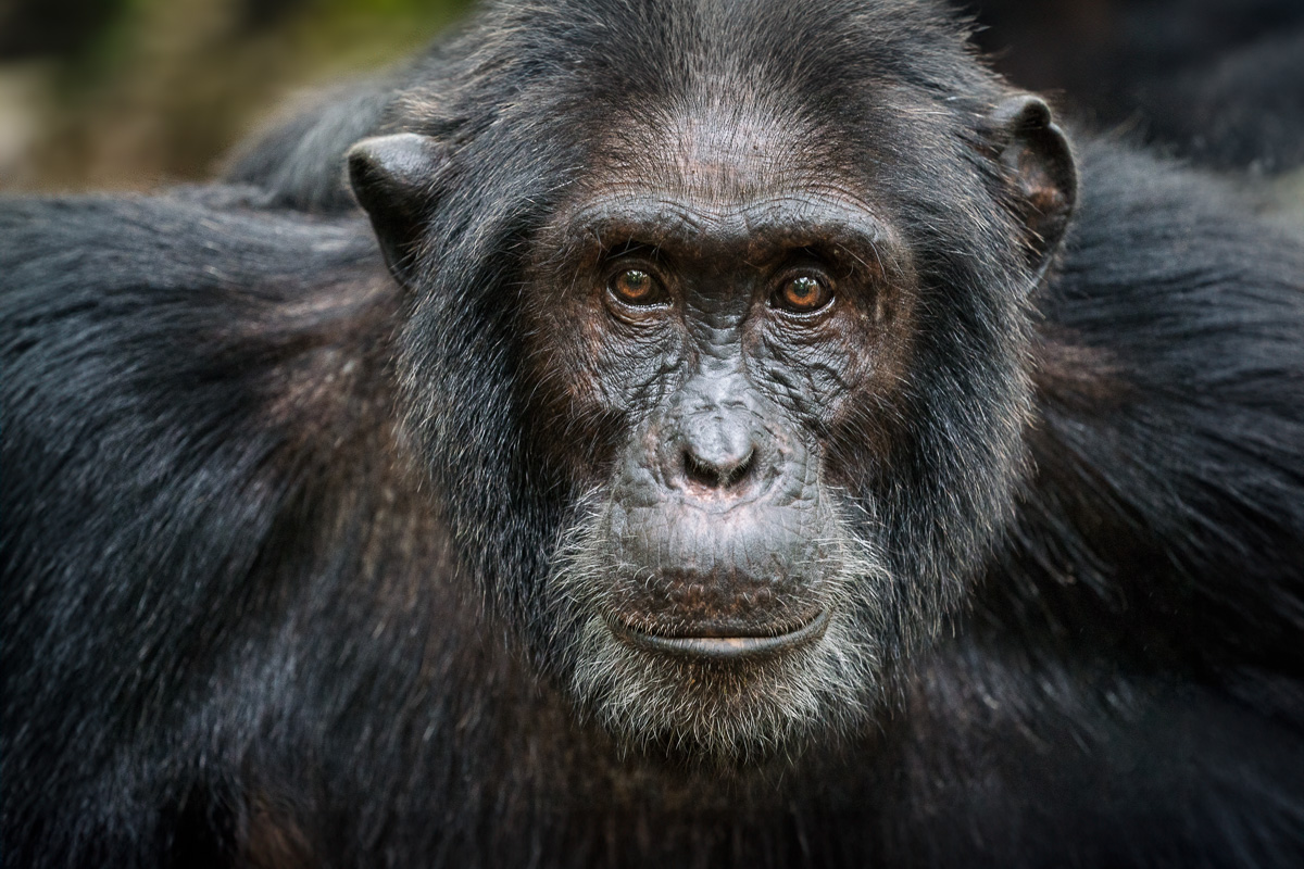 Older Male Chimpanzee at Kibale National Park, Uganda