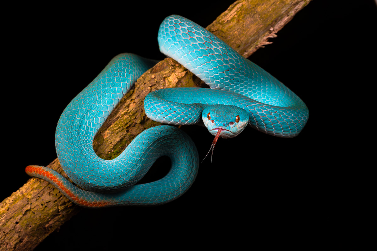 인도네시아 코모도 국립공원의 블루 인도네시아 피트 바이퍼(Trimeresurus Insularis)