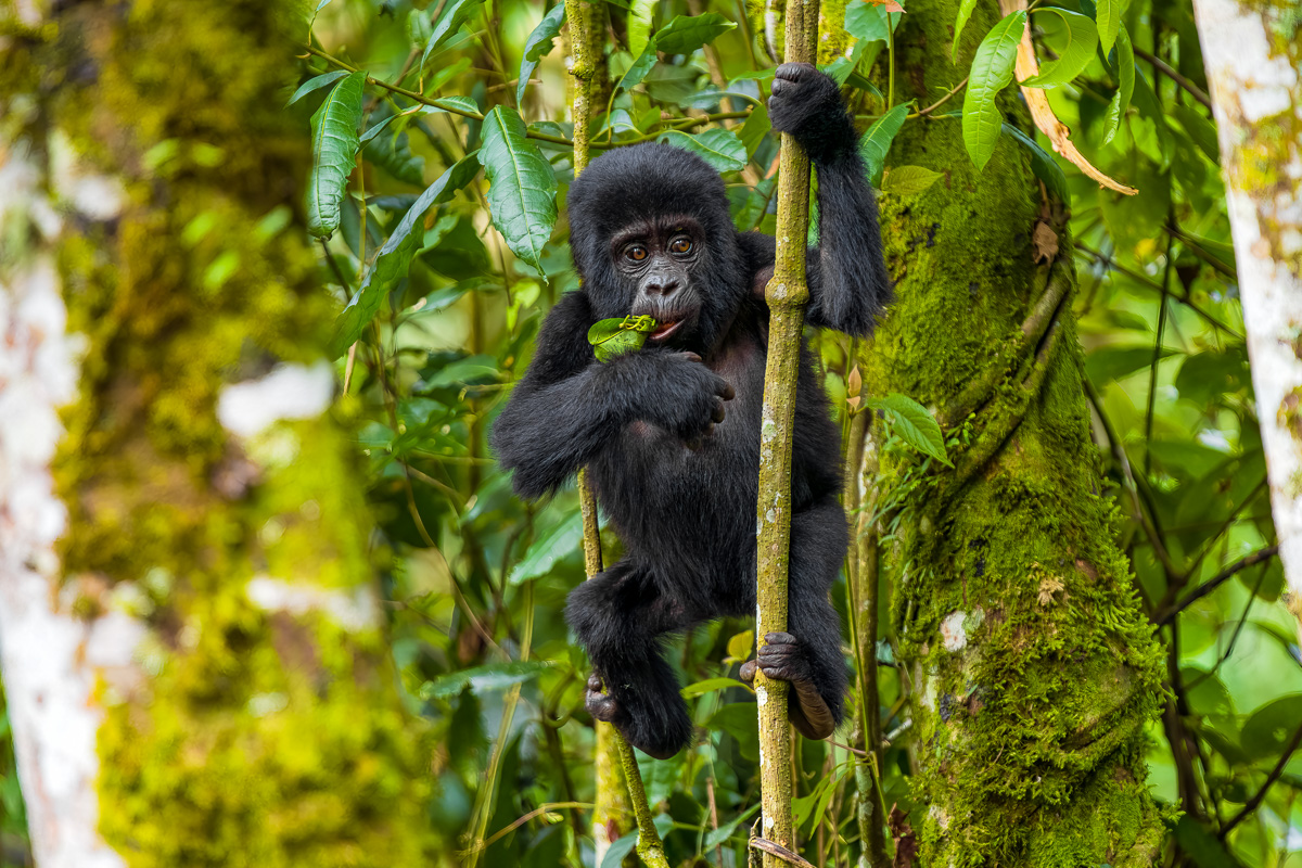 Chimp munching on bamboo