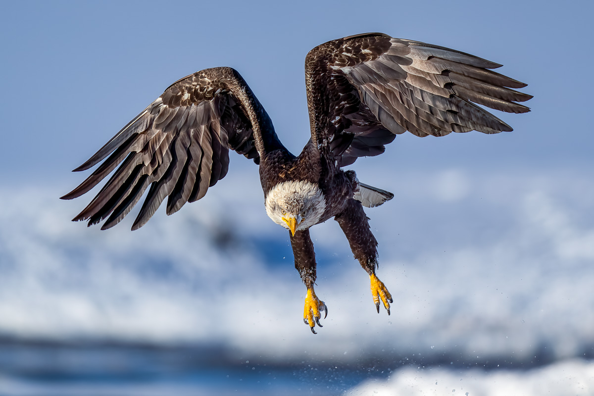 Bald Eagle in Flight