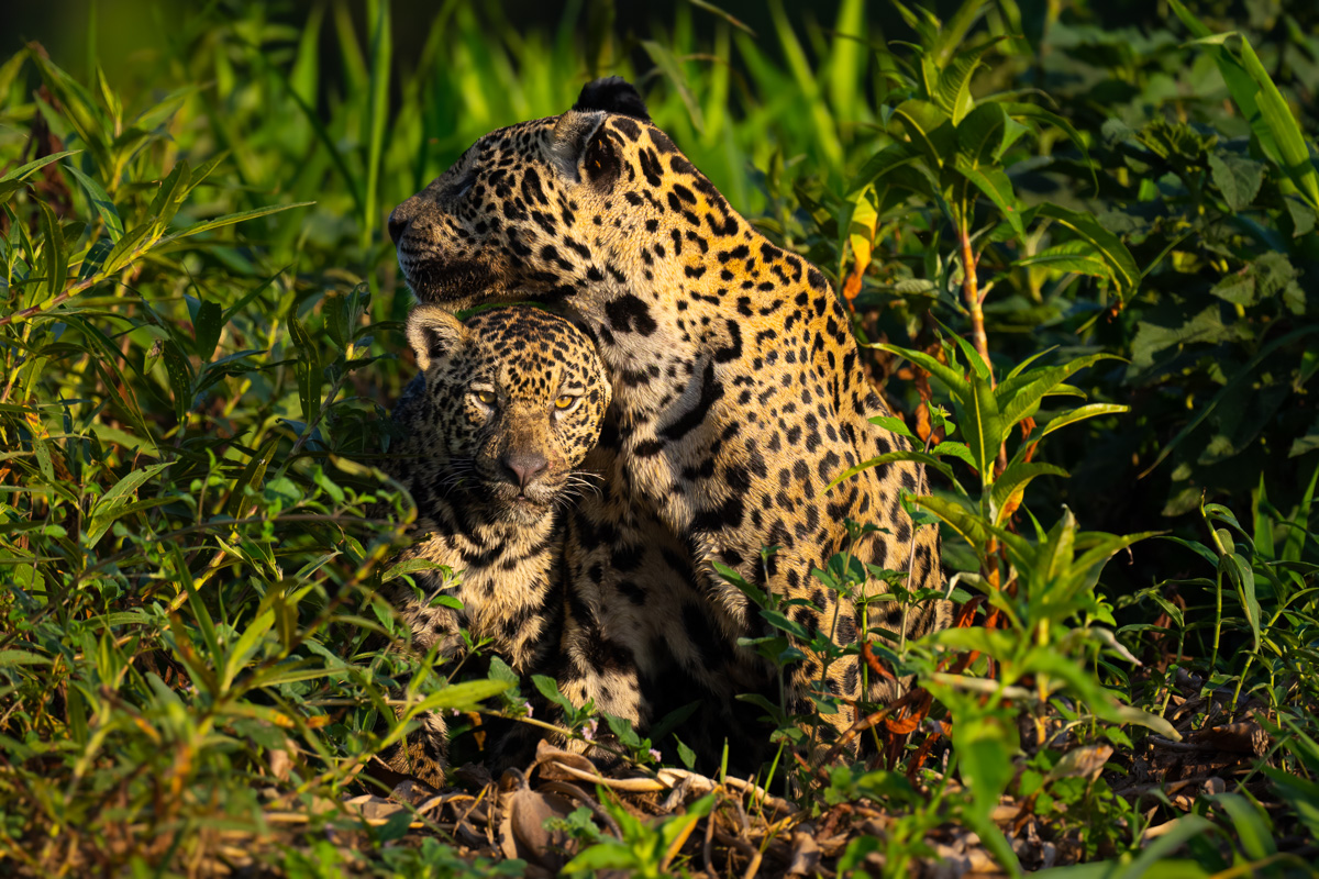 Jaguar mother and cub