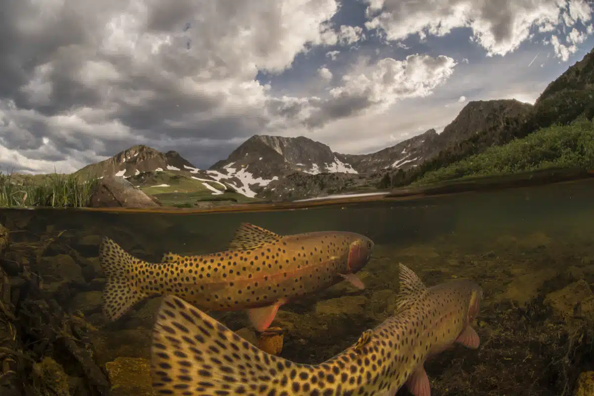 Colorado River Cutthroat trout