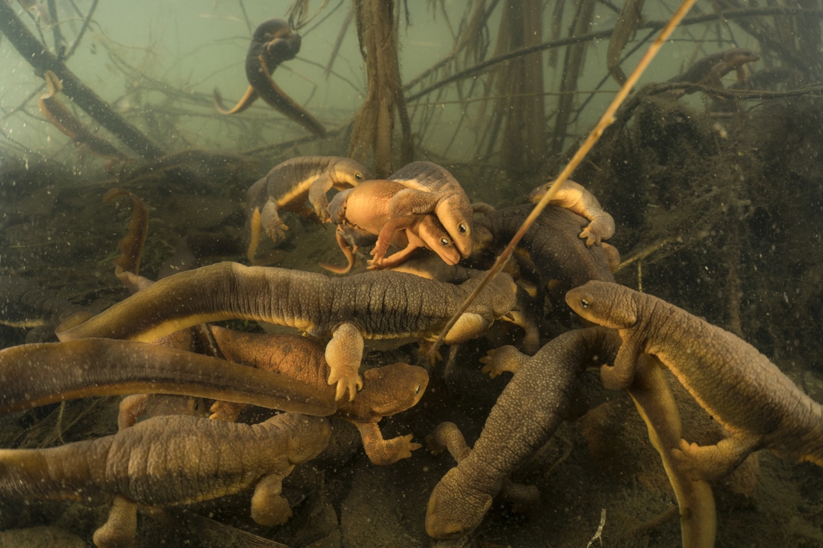 A group of rough-skinned newts interact with a breeding pair of newts in a small pond in Oregon’s Coast Range Mountains