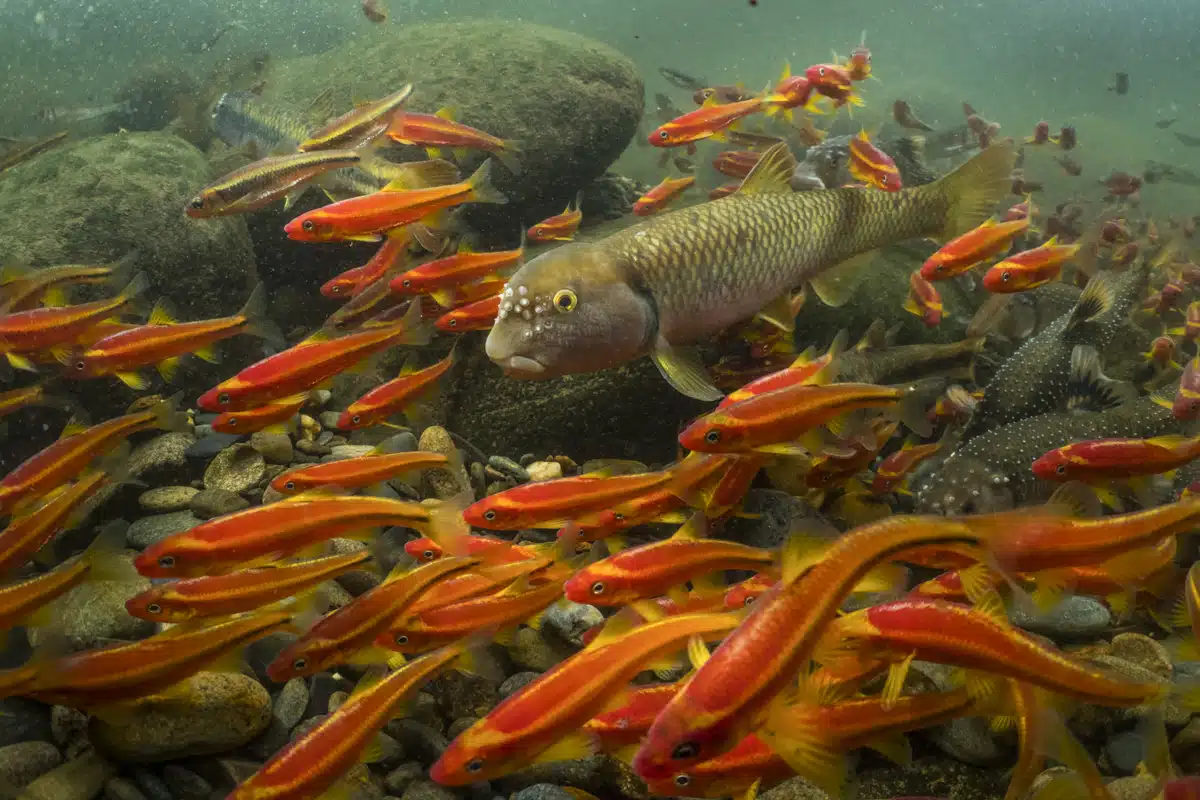 Breeding saffron and Tennessee shiners