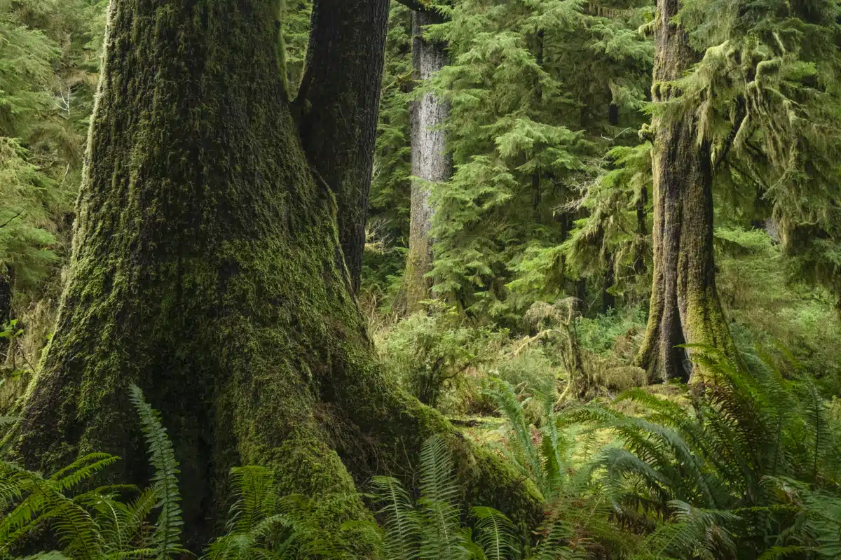 A group of ancient Western Hemlocks and Sitka Spruce in an old-growth forest in Oregon’s Coast Range.