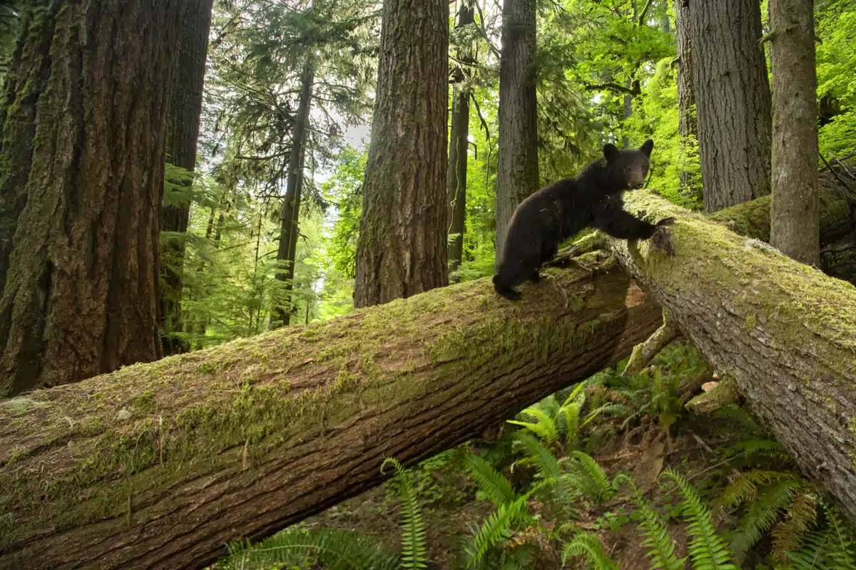 Large black bear exploring a giant Douglas fir in Oregon