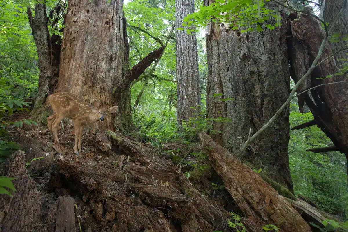 A young black-tailed deer blends in among a pair of decomposing Douglas Fir snags in Oregon’s Coast Range.