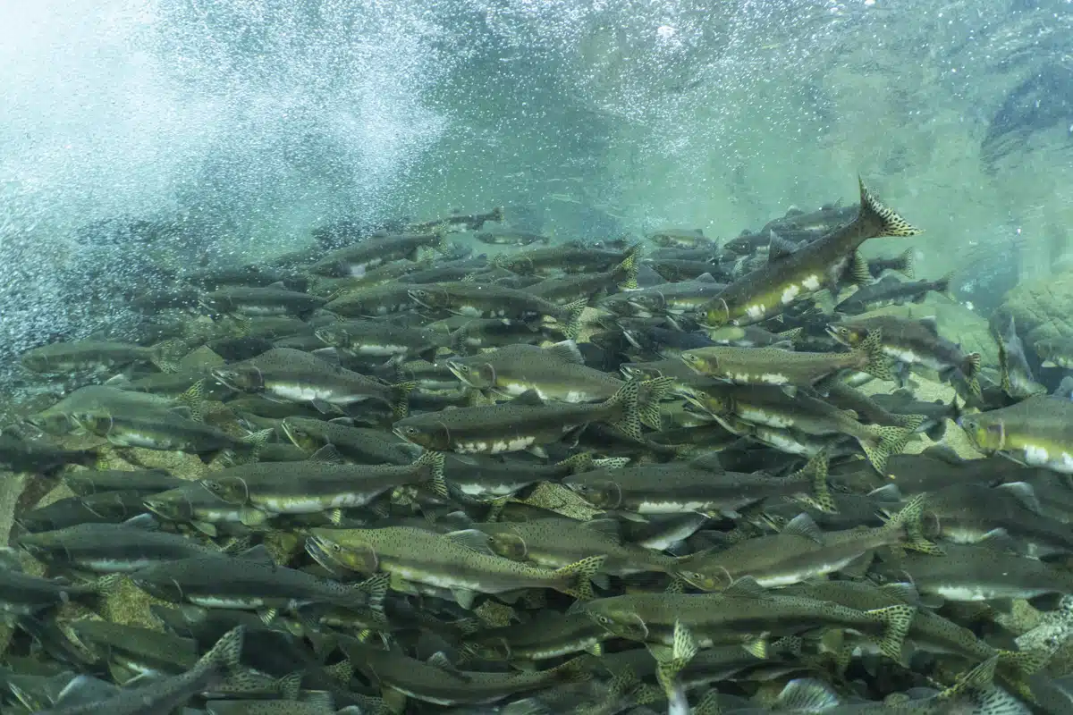 A large group of adult pink salmon stage in a pool