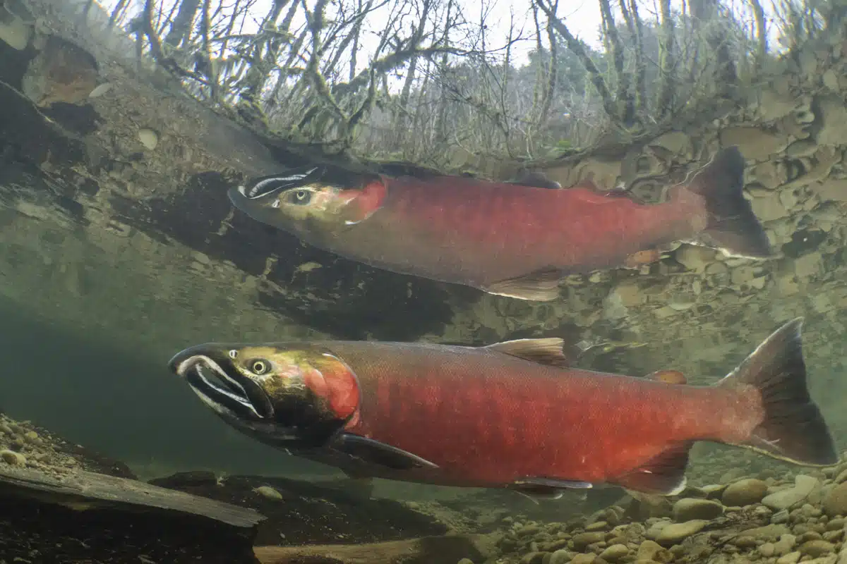 A male coho salmon migrates to its spawning waters in a small creek in Oregon’s Coast Range.