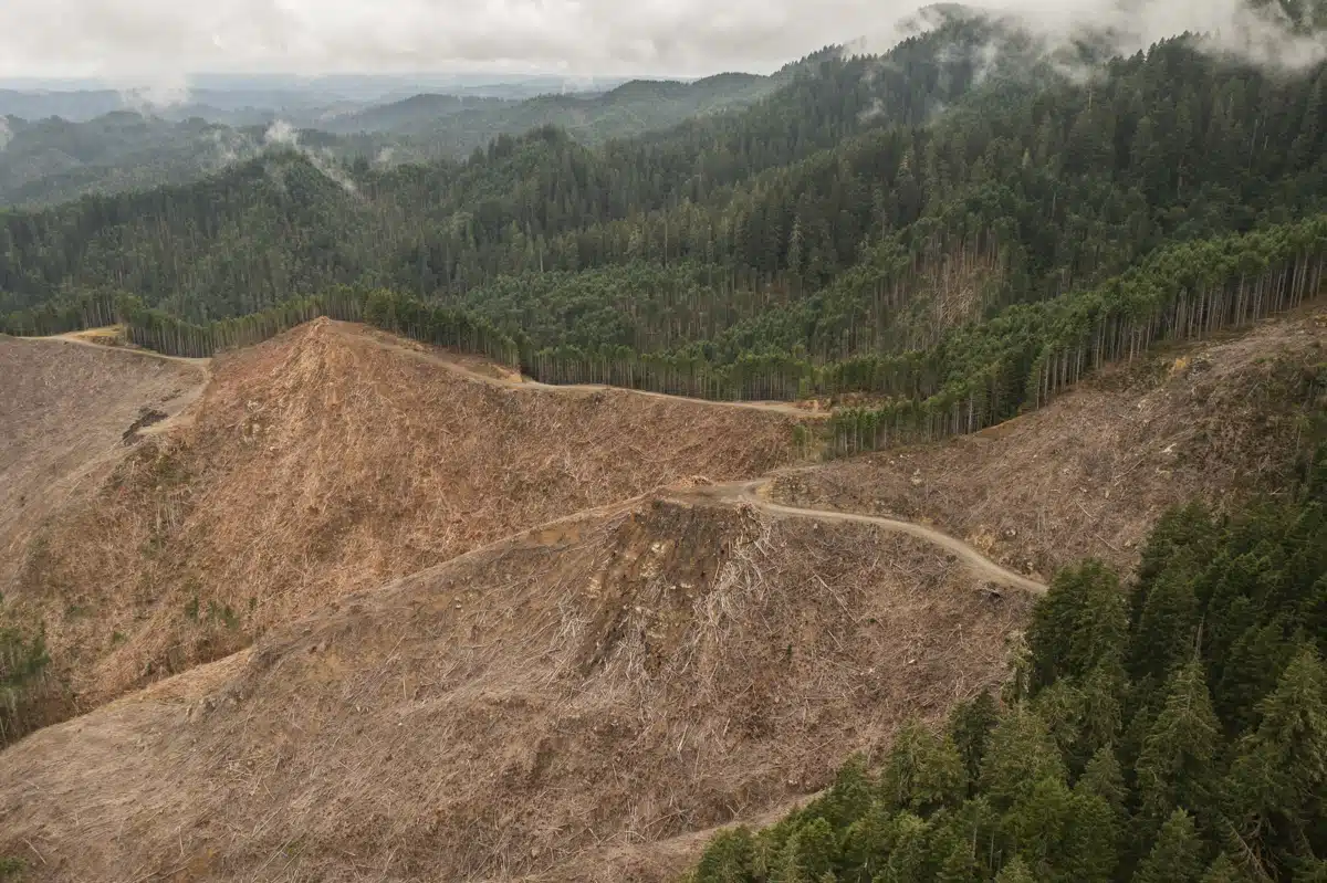 A clear cut forest in Oregon’s Coast Range.