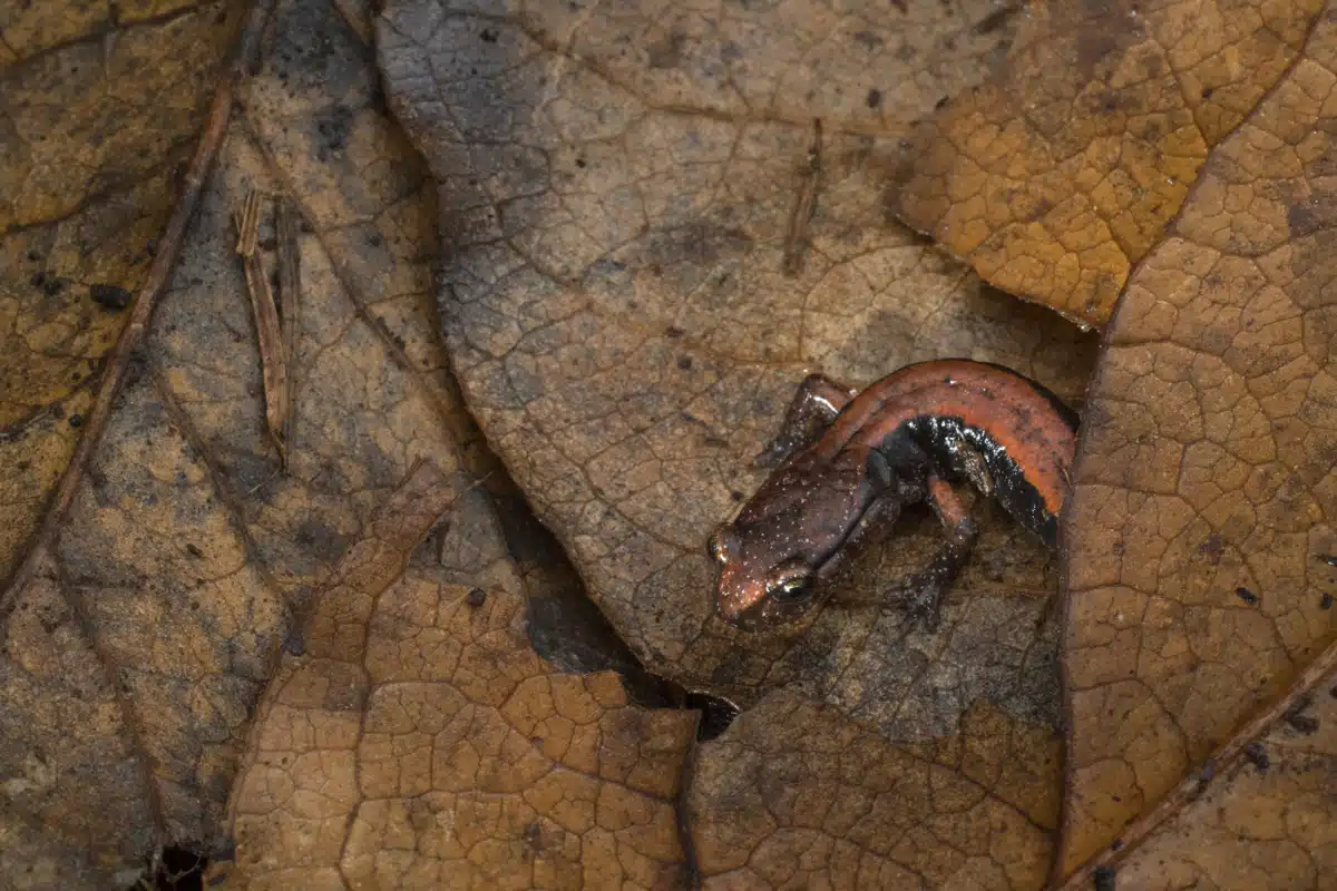 A Western red-backed salamander navigates the understory leaf litter in a mature forest in Oregon’s Coast Range.