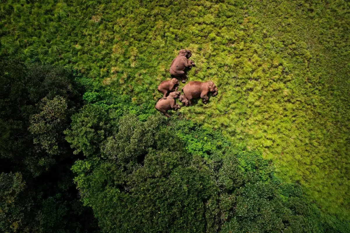 Aerial view of Asian elephants napping in a meadow