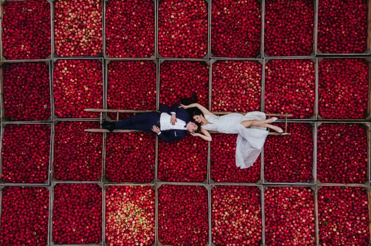 Aerial photo of bride and groom sitting on cartons of apples