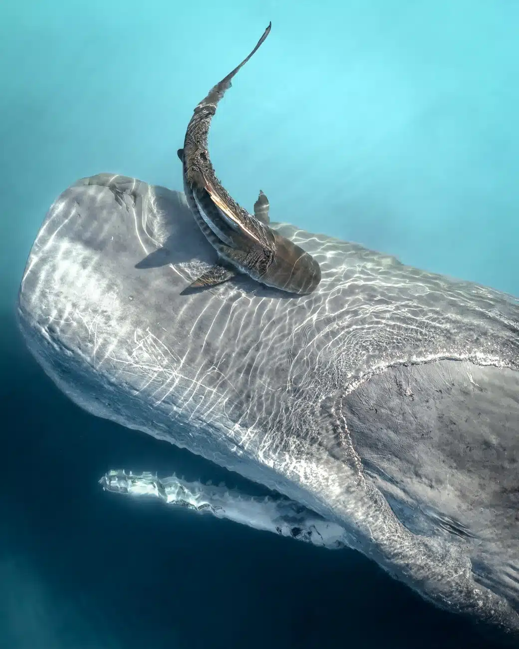 Tiger shark feeding on dead sperm whale