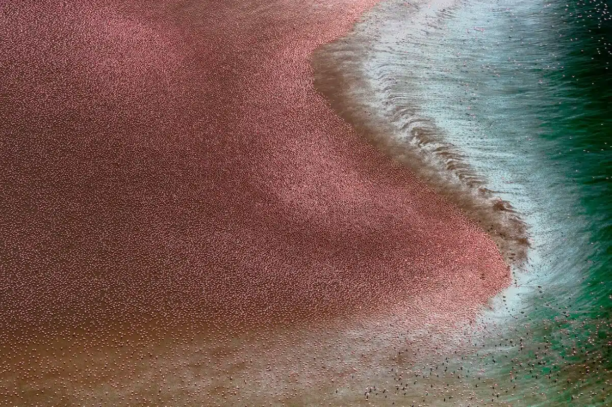 Arial view of lesser flamingos assembled at Lake Logipi