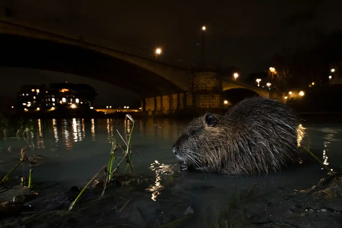 Nutria on the banks of the Tiber River in Rome