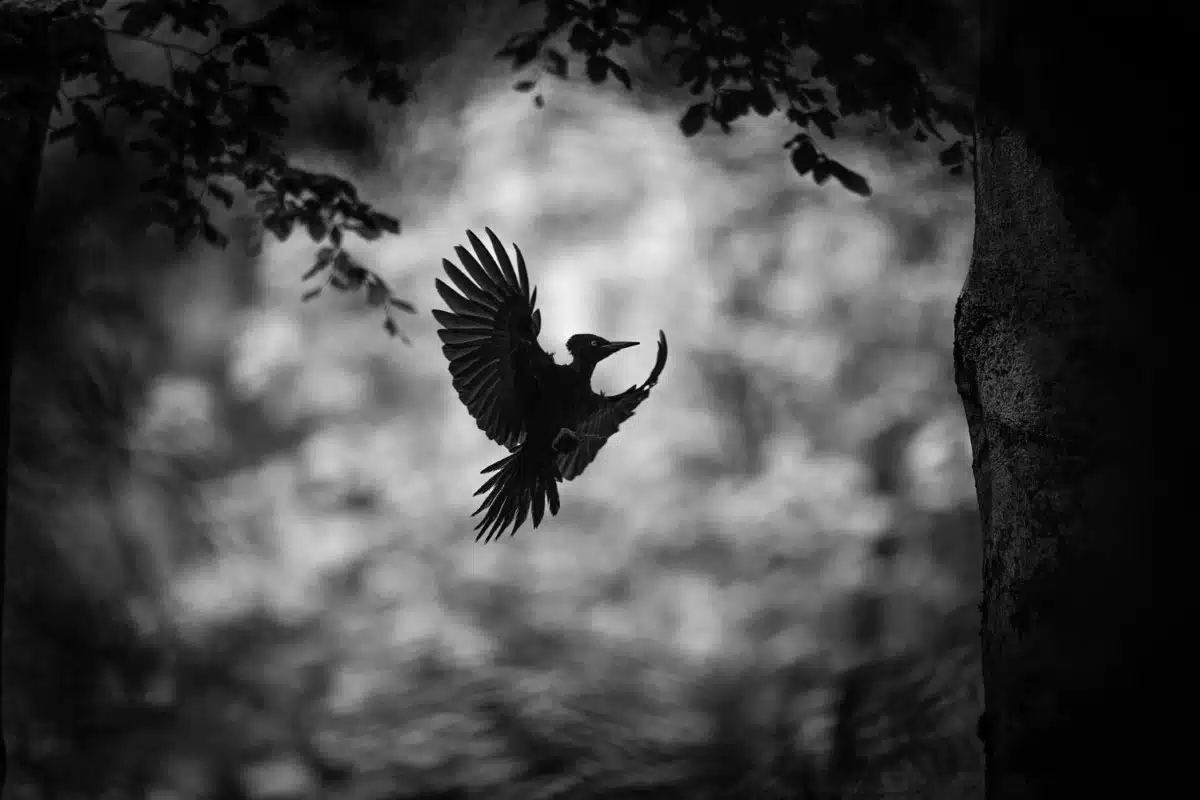 Male black woodpecker flying back to the next