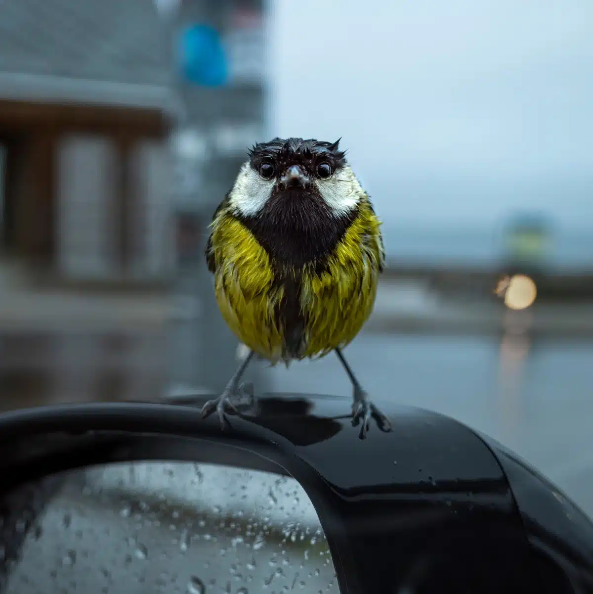 Portrait of a great tit in the rain