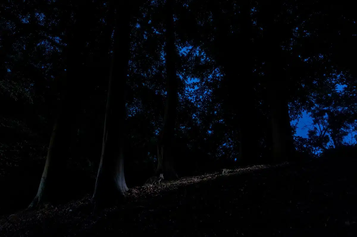 Red fox at night in the woodlands of North Kent, England