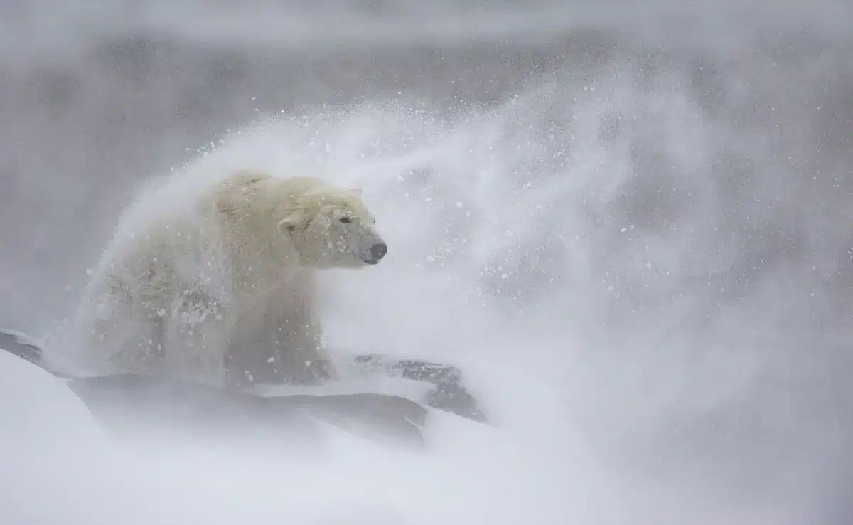 Polar bear shaking off snow