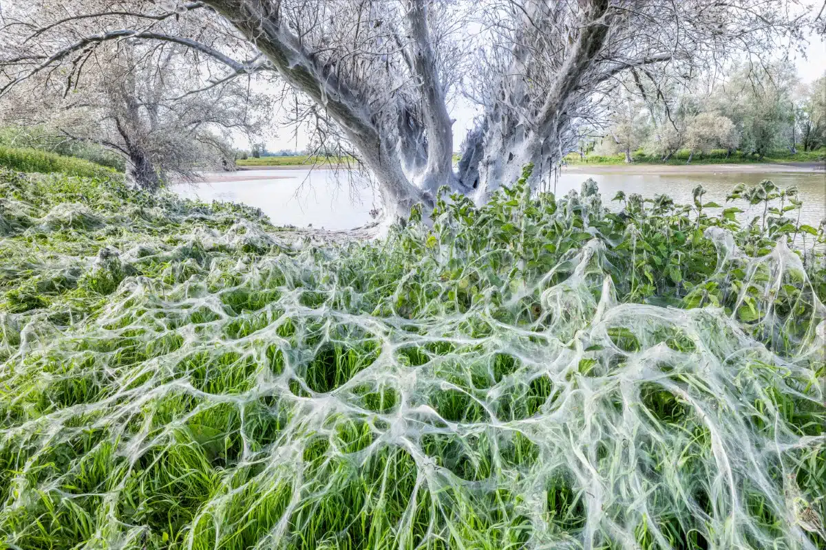 Capterpillar moth webs in the forest in Netherlands