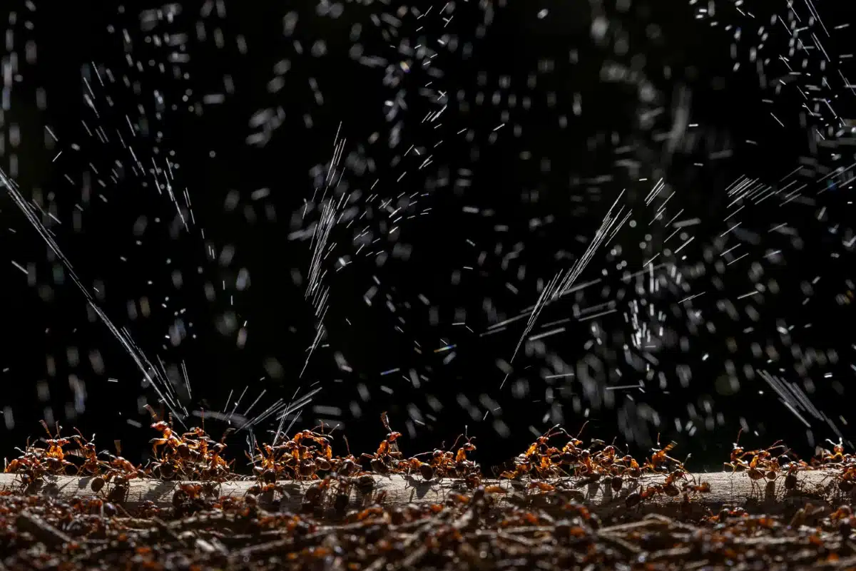 Wood ants spraying formic acid