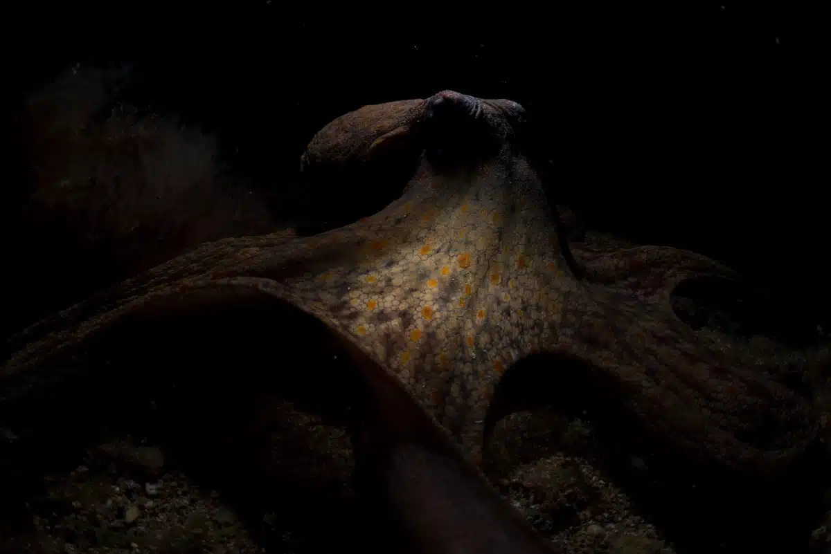 A common octopus (Octopus vulgaris) crawls across the seabed at night in search of prey