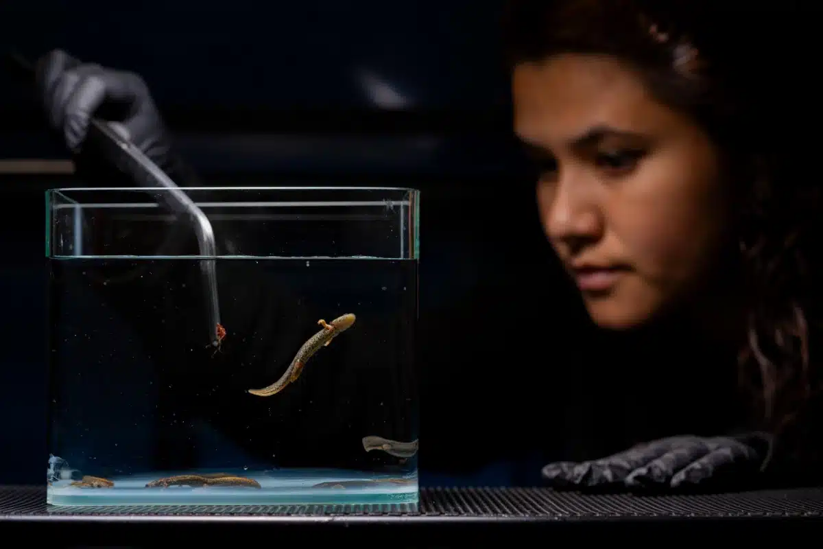 Montseny brook newt breeding program