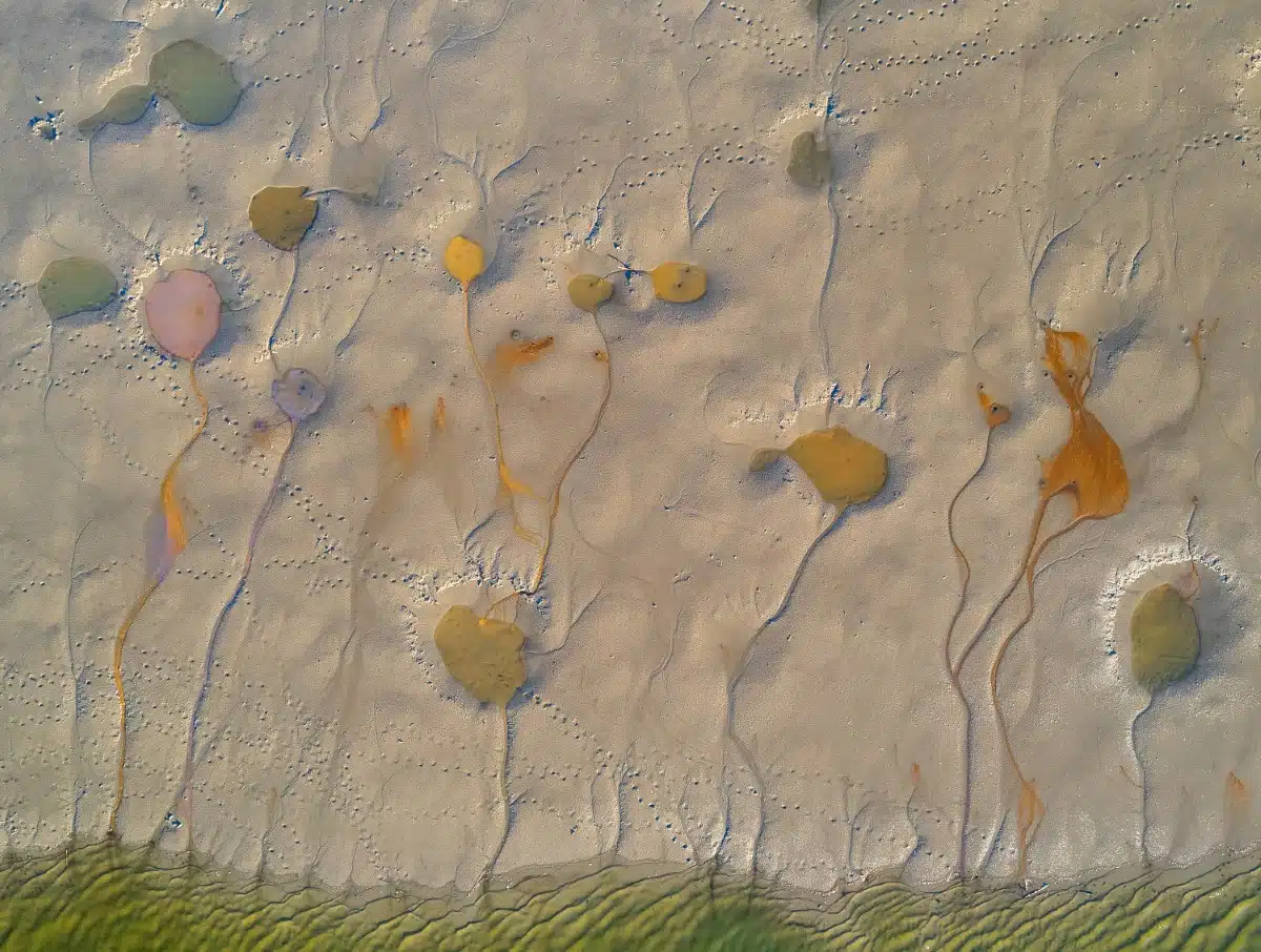 Mosaic of puddles in a drained lakebed