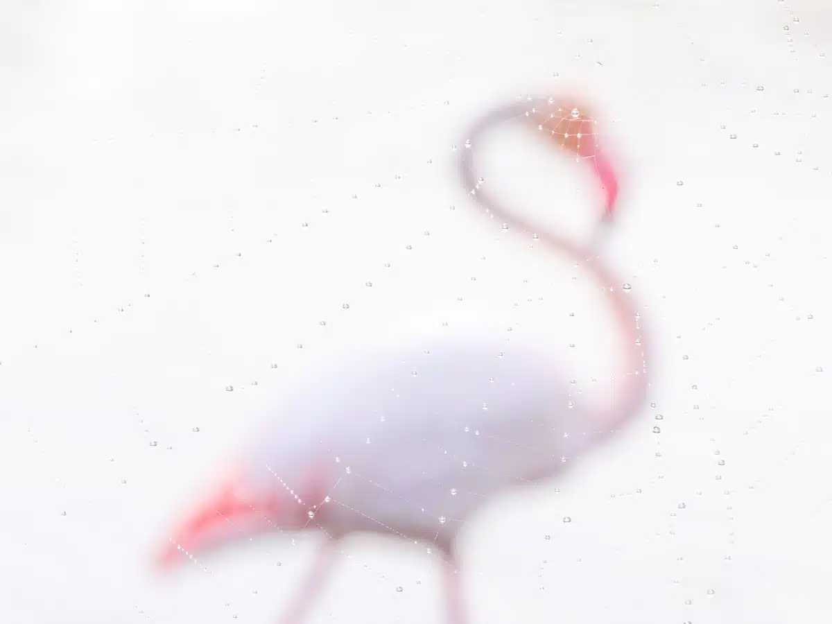 A greater flamingo (Phoenicopterus roseus) in the Camargue fog seen through a spider's web