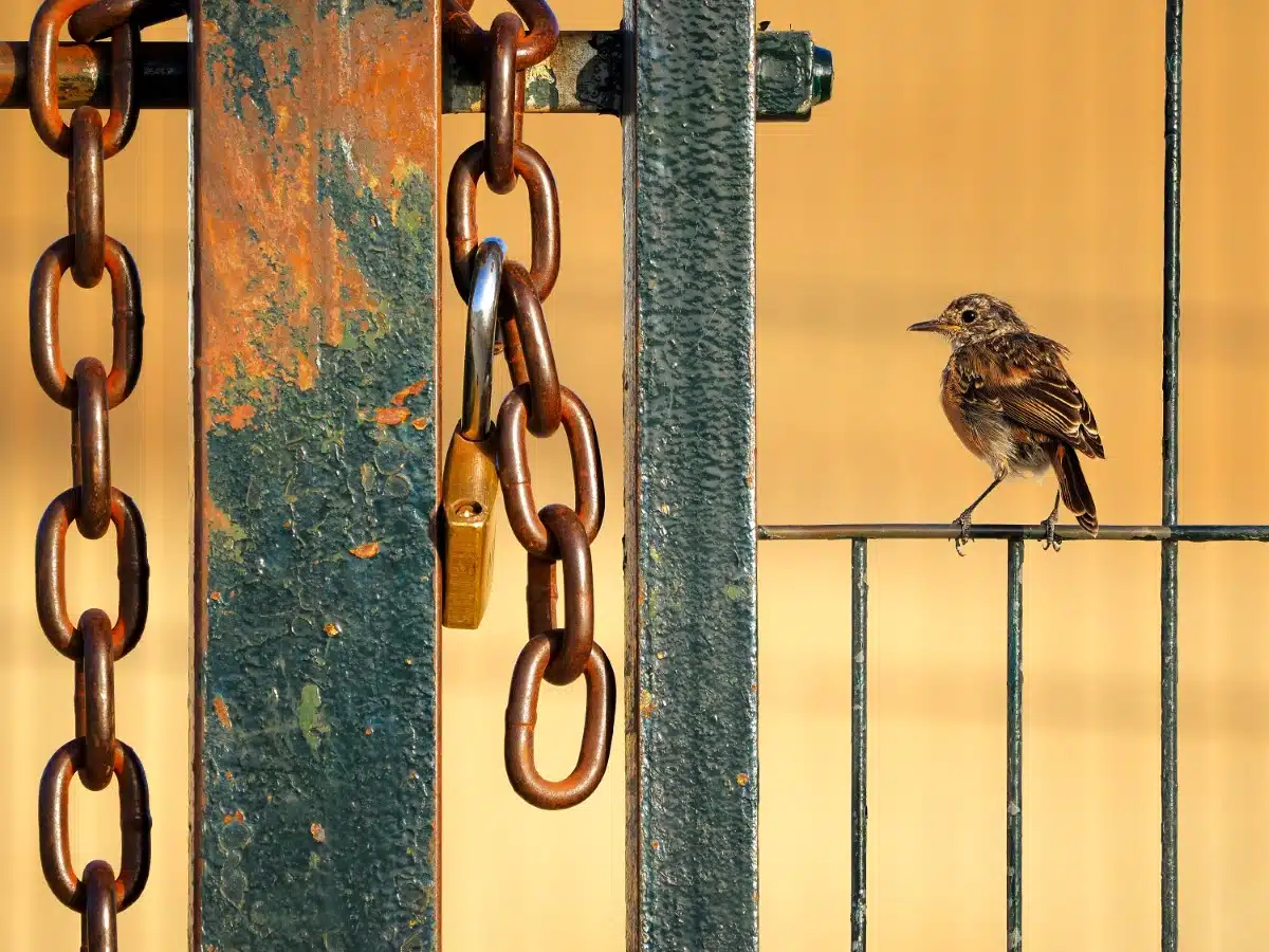 Stonechat sitting on a metal fence