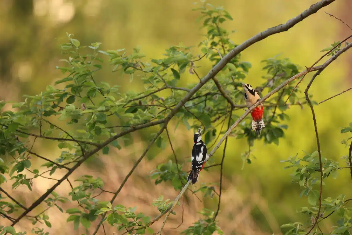 Two great spotted woodpeckers (Dendrocopos major) 