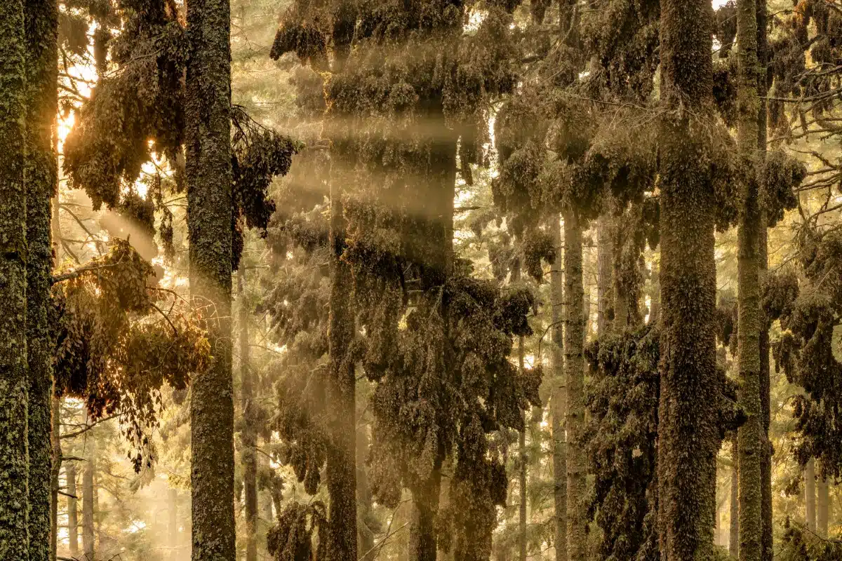 Monarch butterflies covering the trees in Mexico's El Rosario butterfly sanctuary