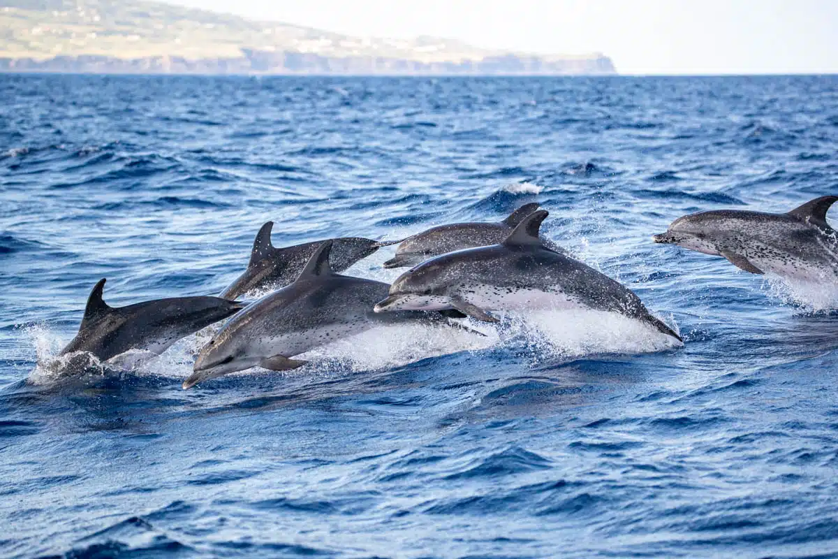 Spotted dolphins in the Azores