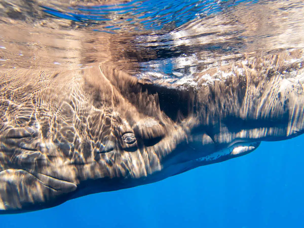 Sperm whale in the Azores