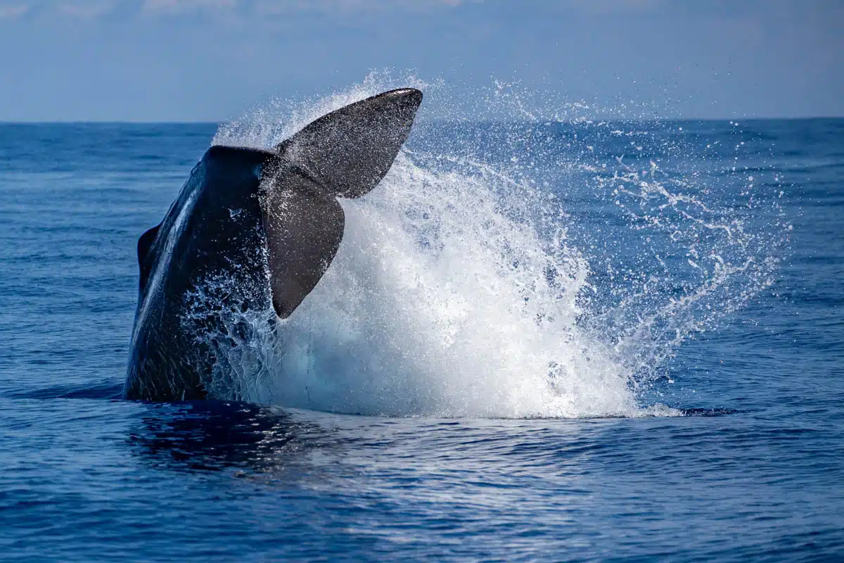 Sperm whale in the Azores