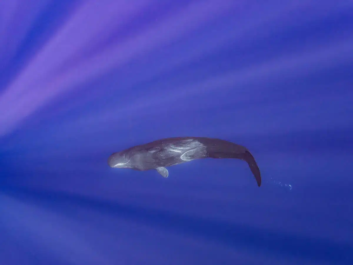 Sperm whale in the Azores