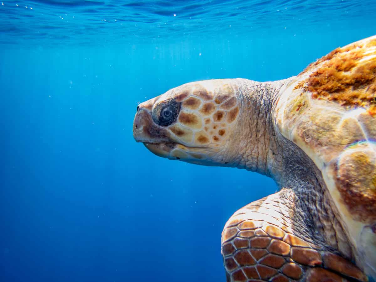 Loggerhead turtle in the Azores