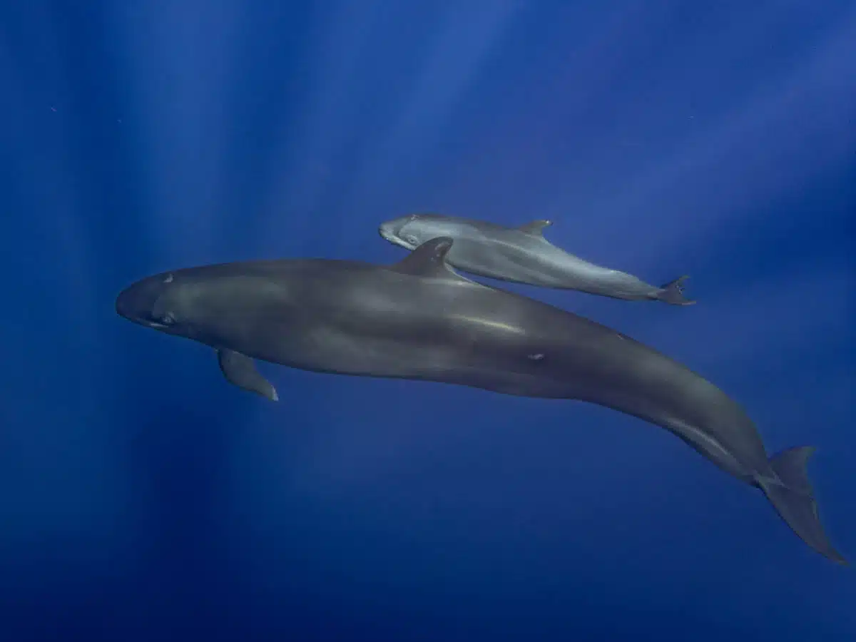 False killer whales in the Azores