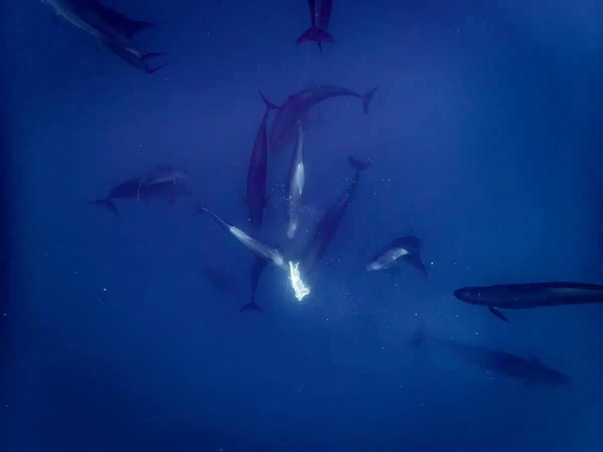 Marine life in the Azores