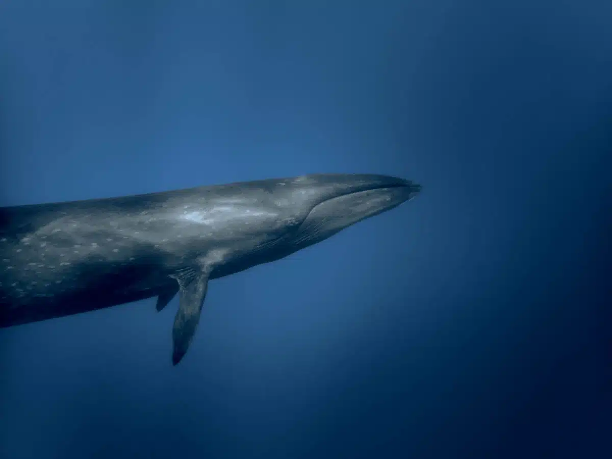 Whale underwater in the Azores