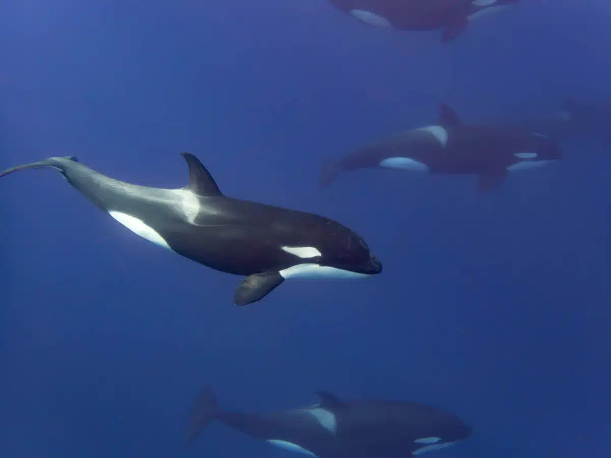 Orca underwatwer in the Azores