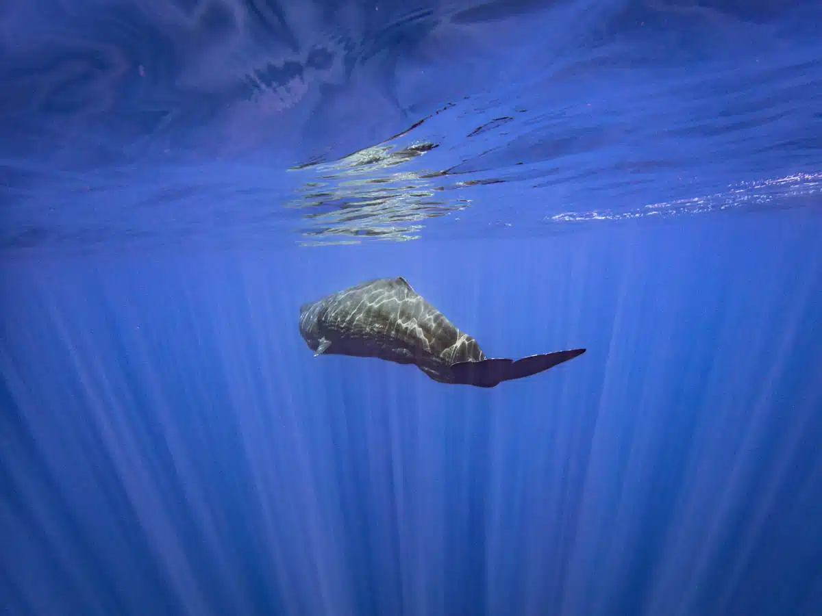 Sperm whale in the Azores