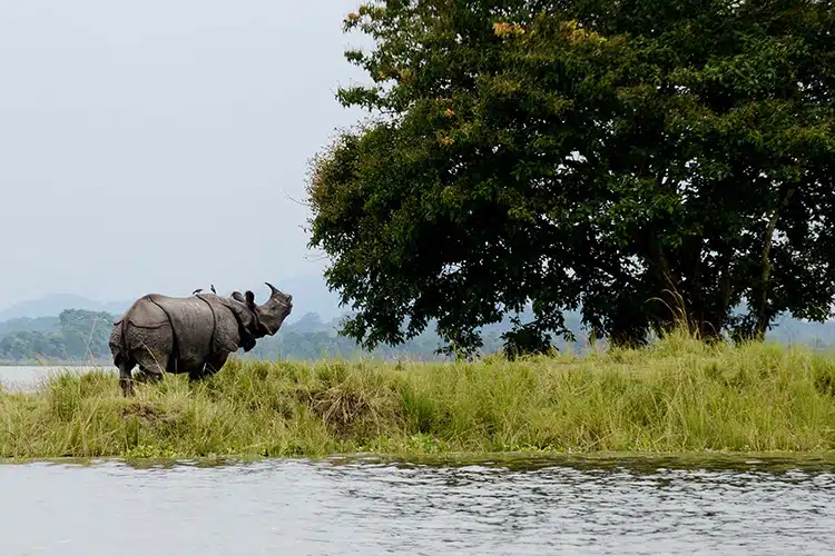 Indian Rhino Population in Assam Five Times 2016 Numbers