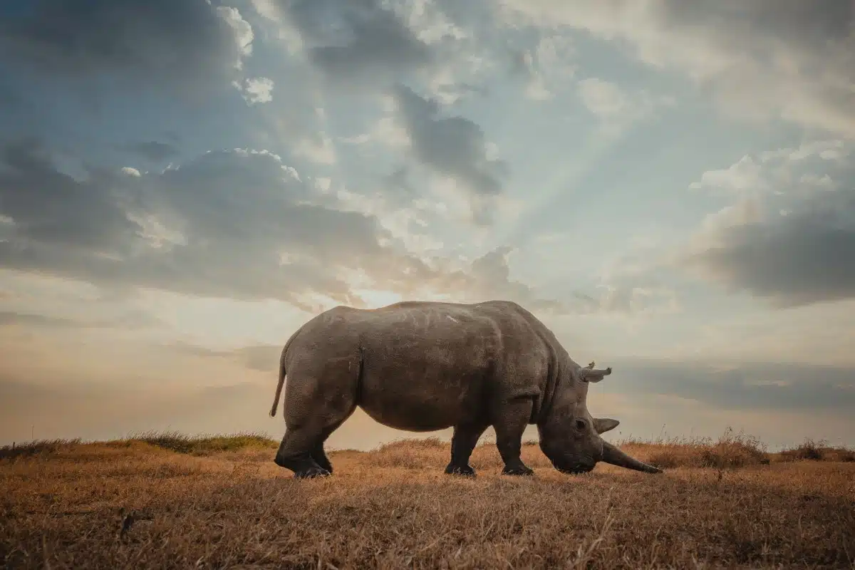 Northern white rhino by Mital Patel