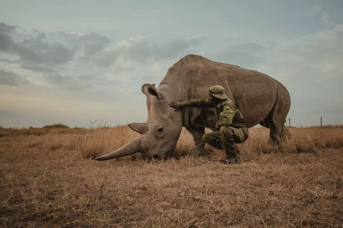 Northern white rhino with caretaker by Mital Patel