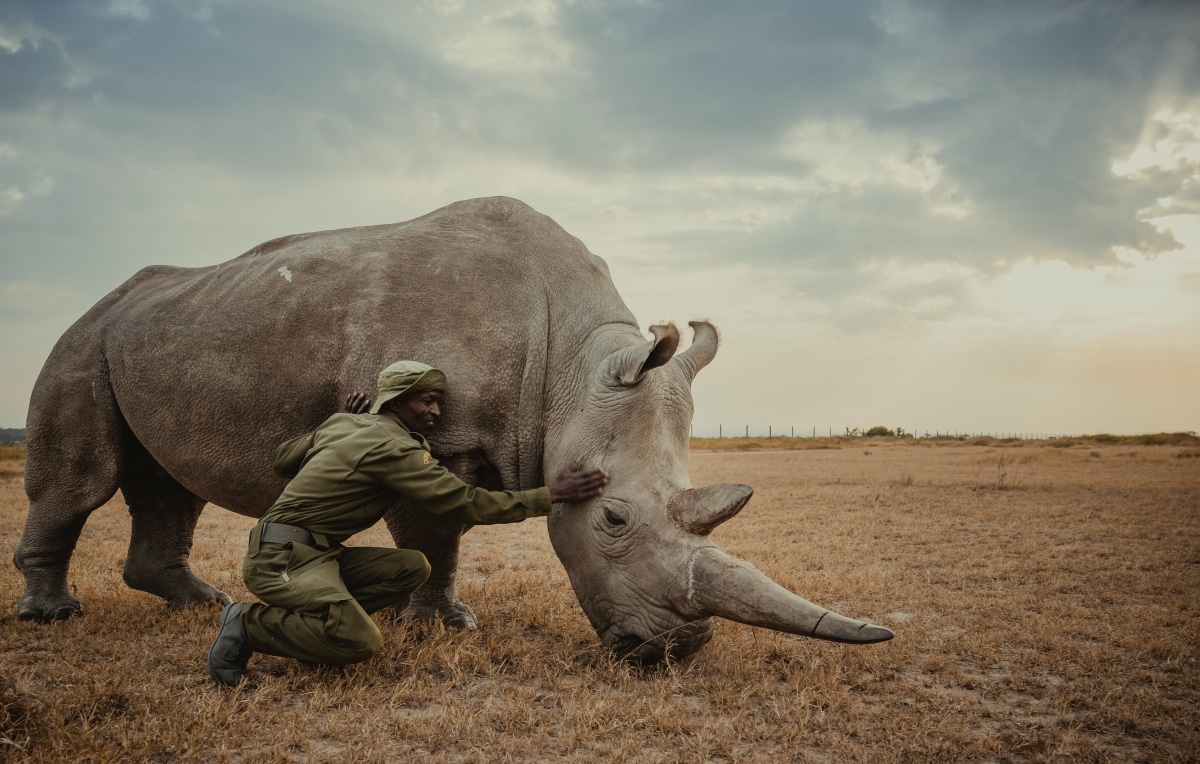 Northern white rhino with caretaker by Mital Patel