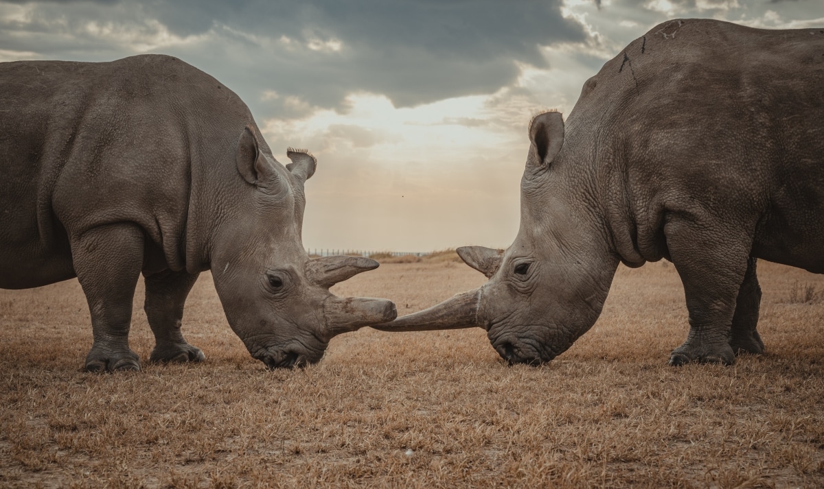 Northern white rhino by Mital Patel